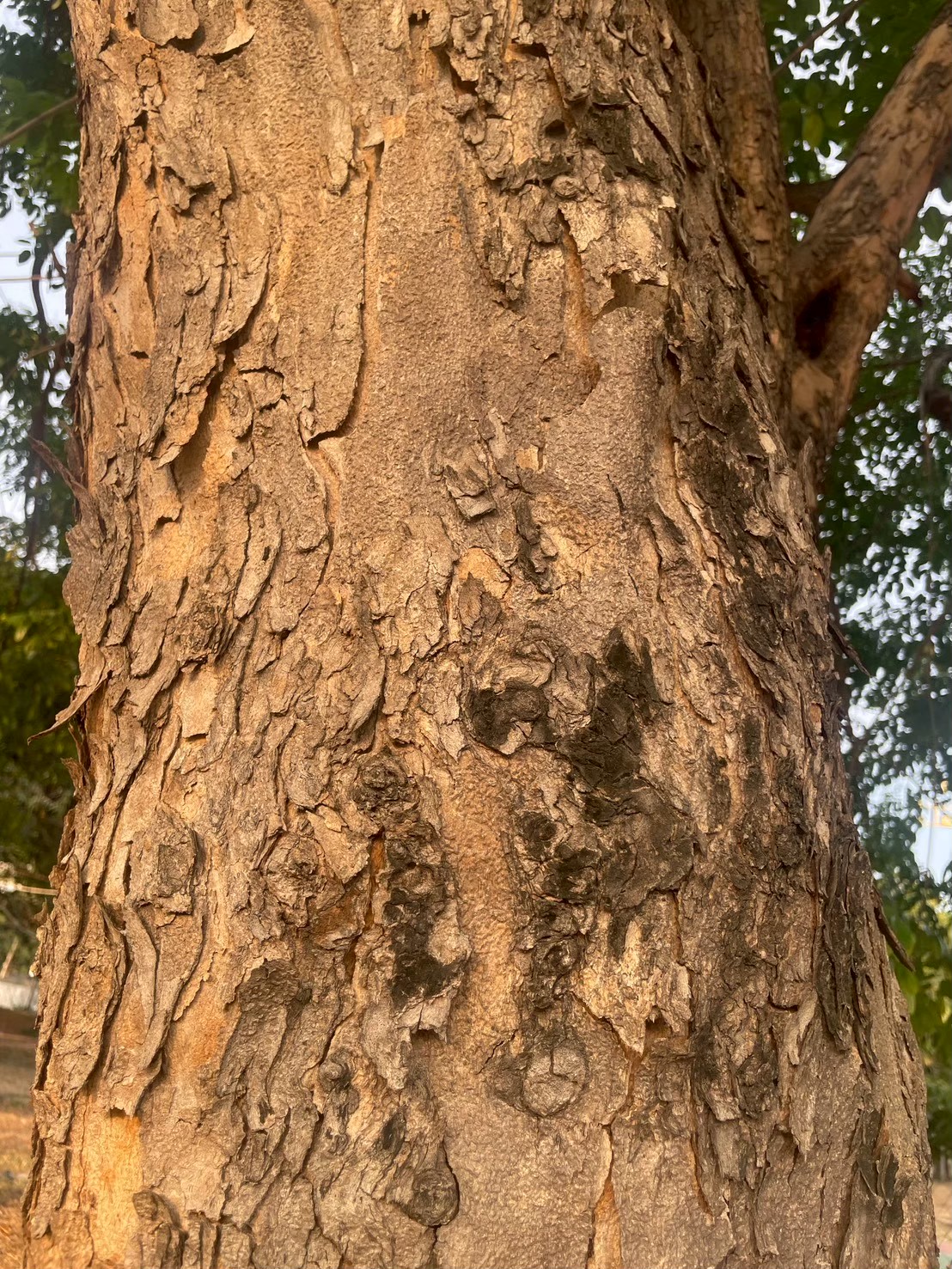 ประดู่บ้าน (trunk)