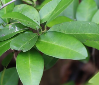 มะนาวผี (leaf)