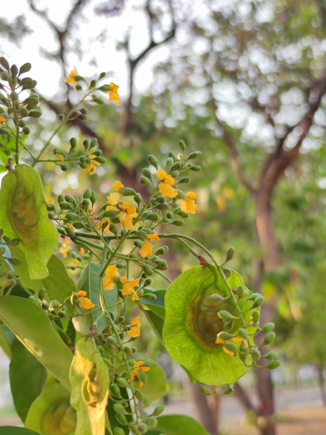 ประดู่บ้าน (flower)