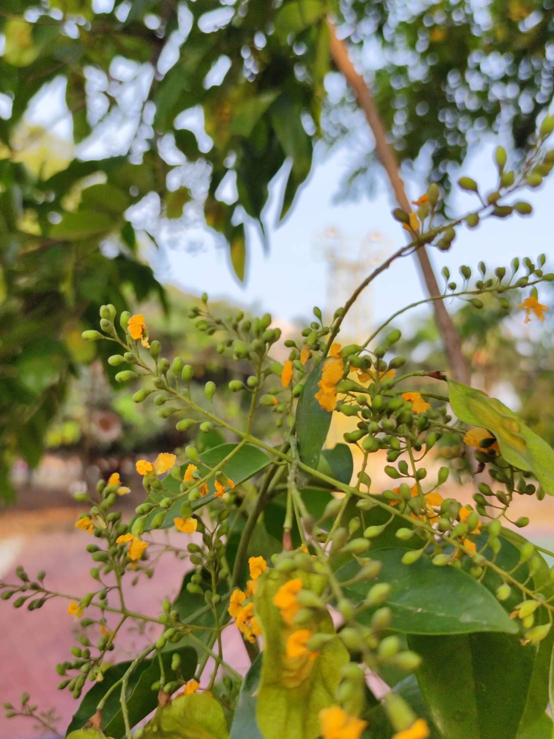 ประดู่บ้าน (flower)