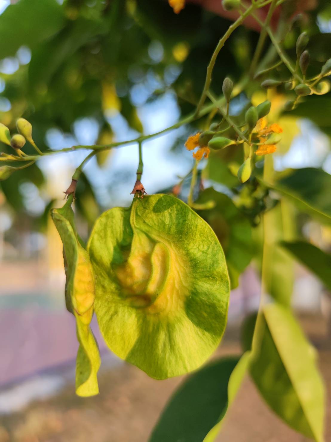 ประดู่บ้าน (fruit)