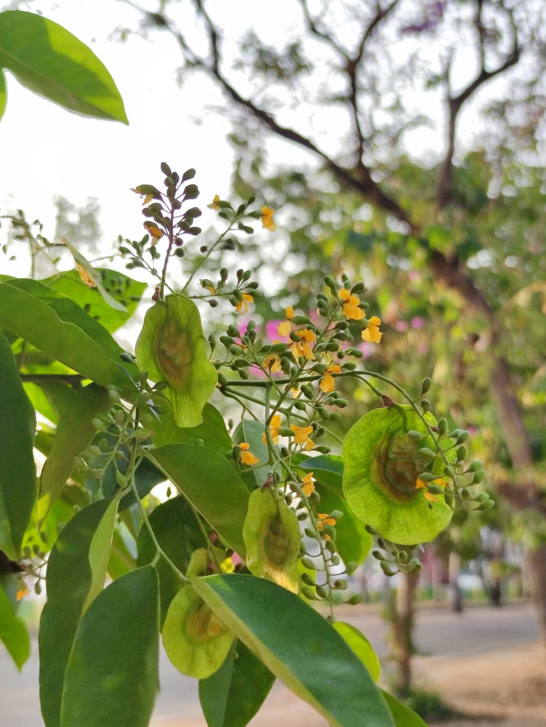 ประดู่บ้าน (fruit)