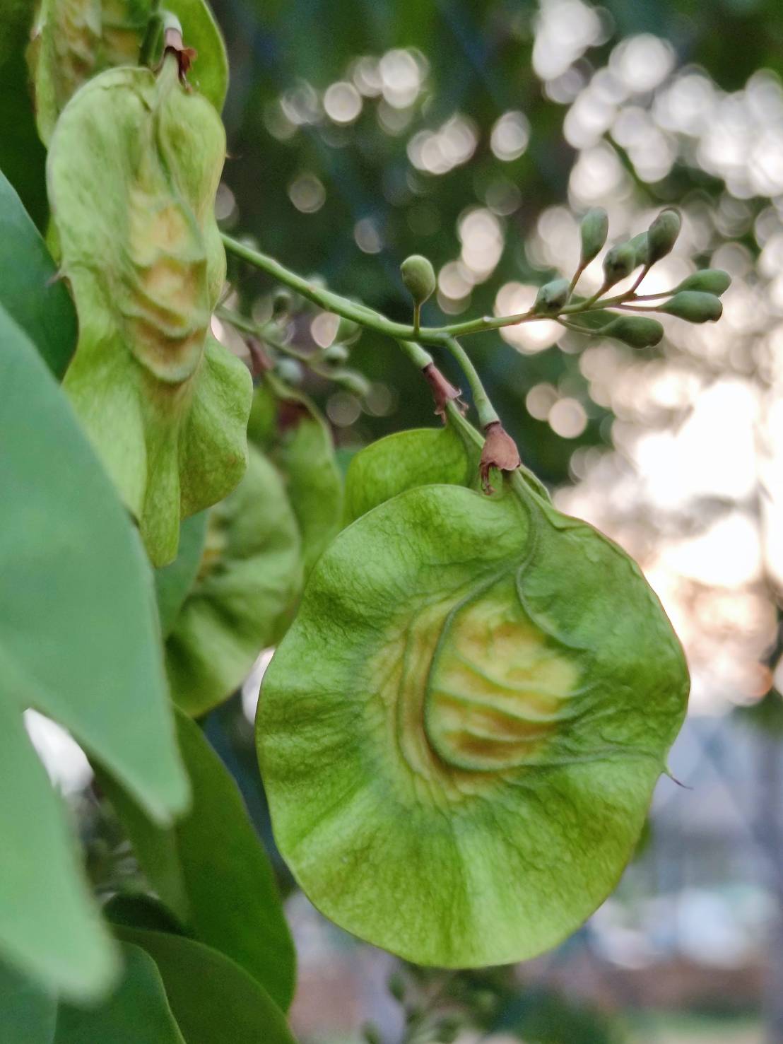 ประดู่บ้าน (fruit)