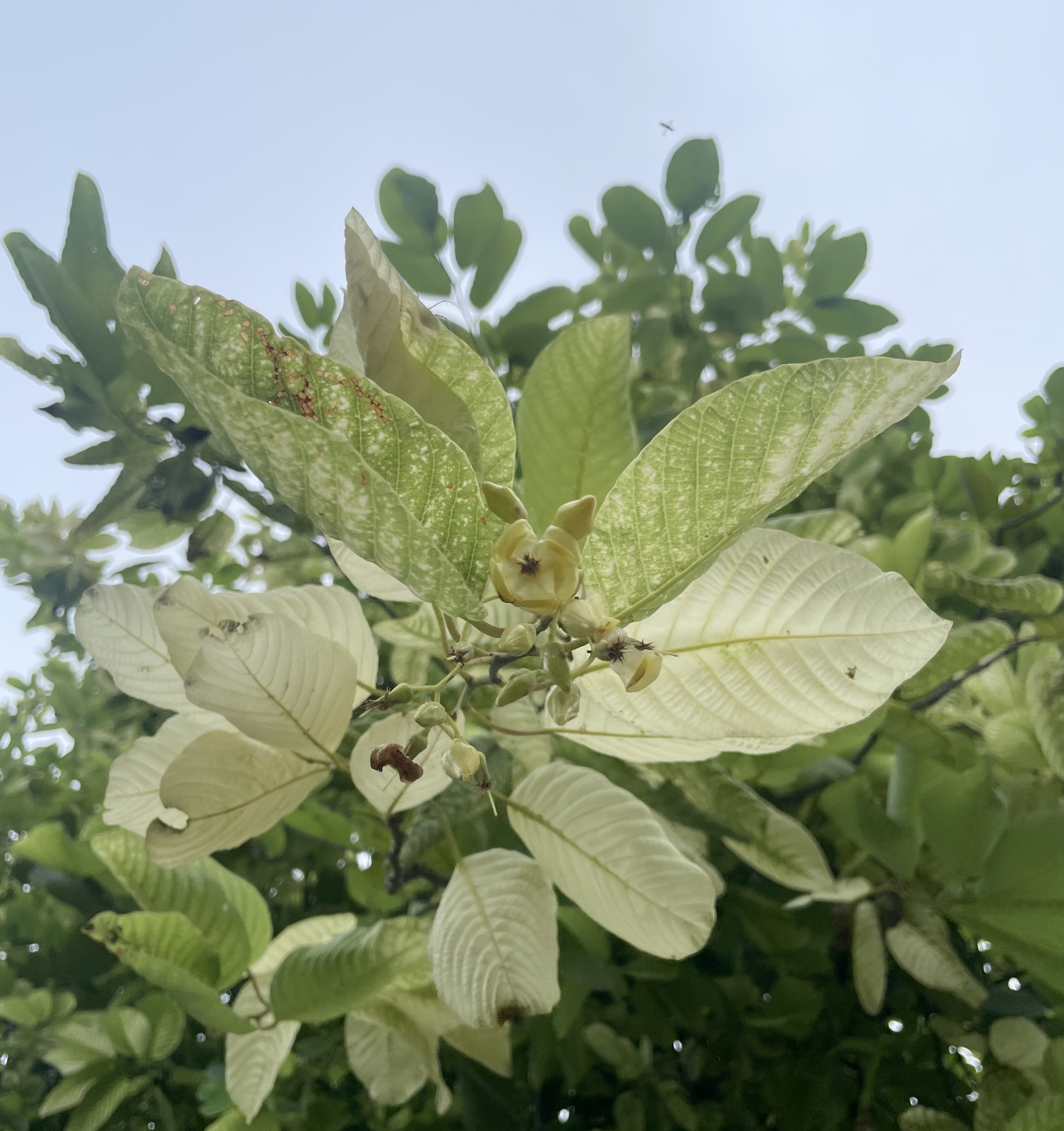รัง (flower)