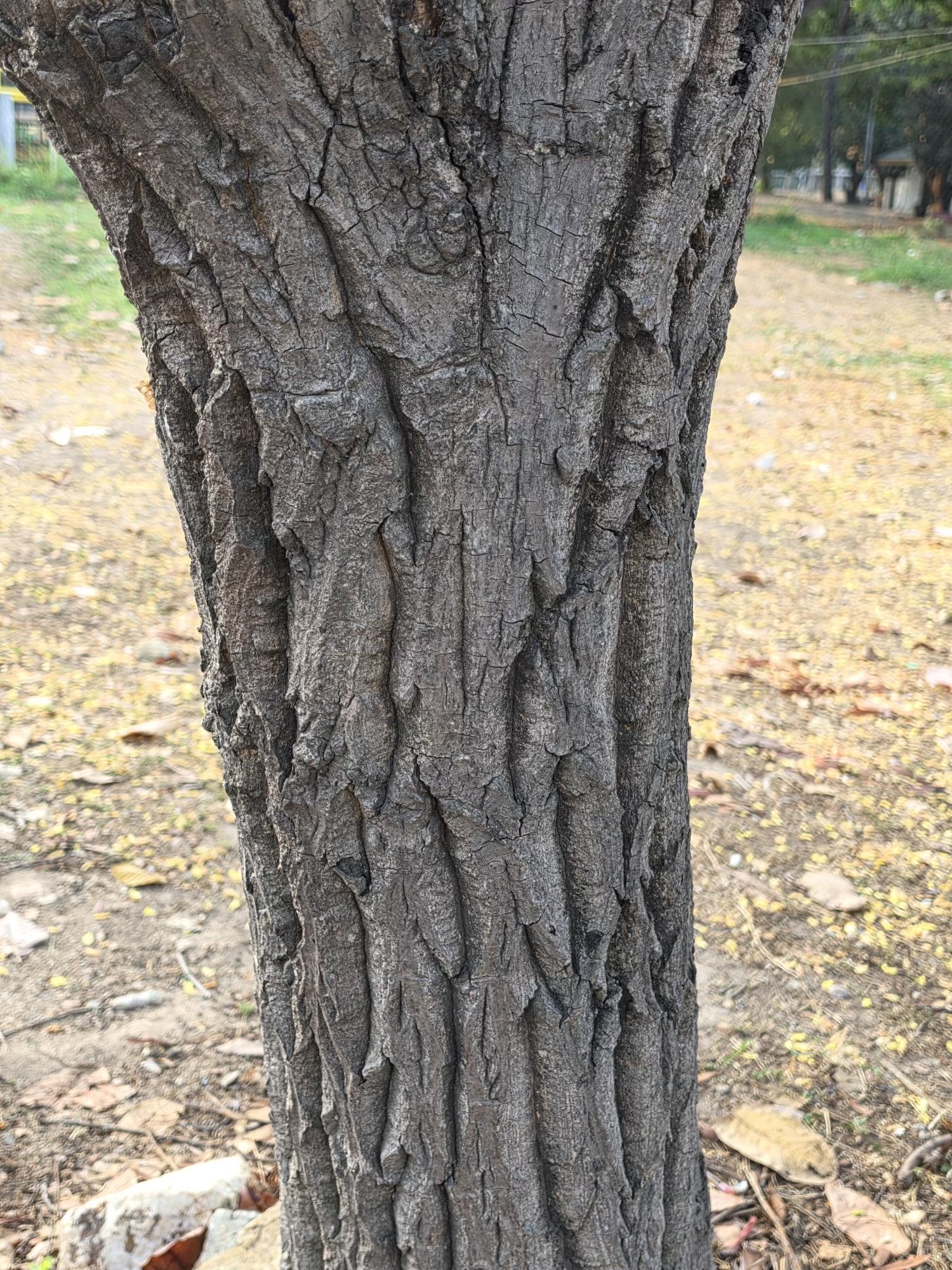 รัง (trunk)
