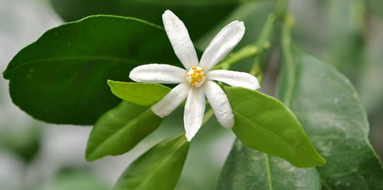 มะนาวผี (flower)