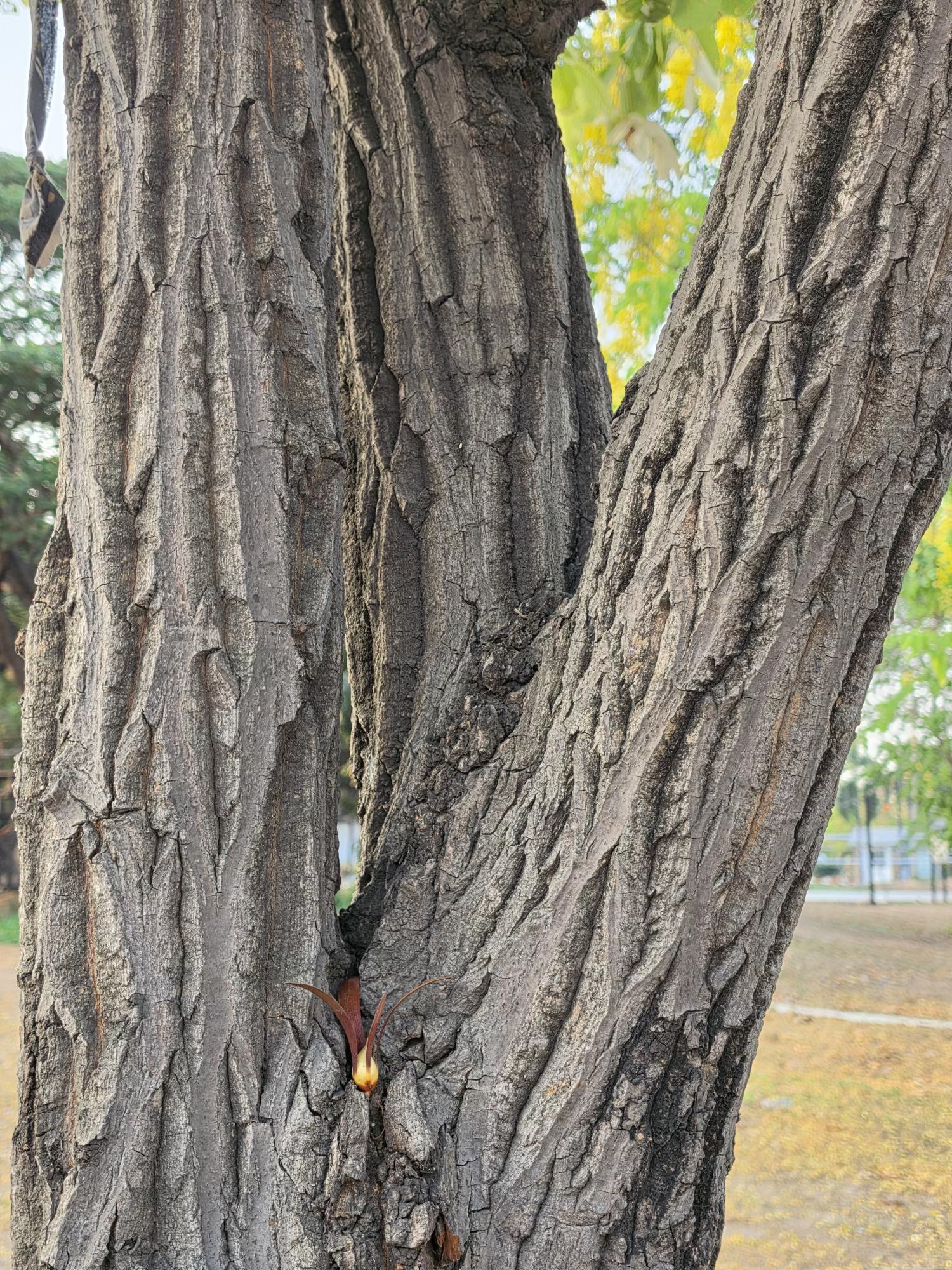 รัง (trunk)