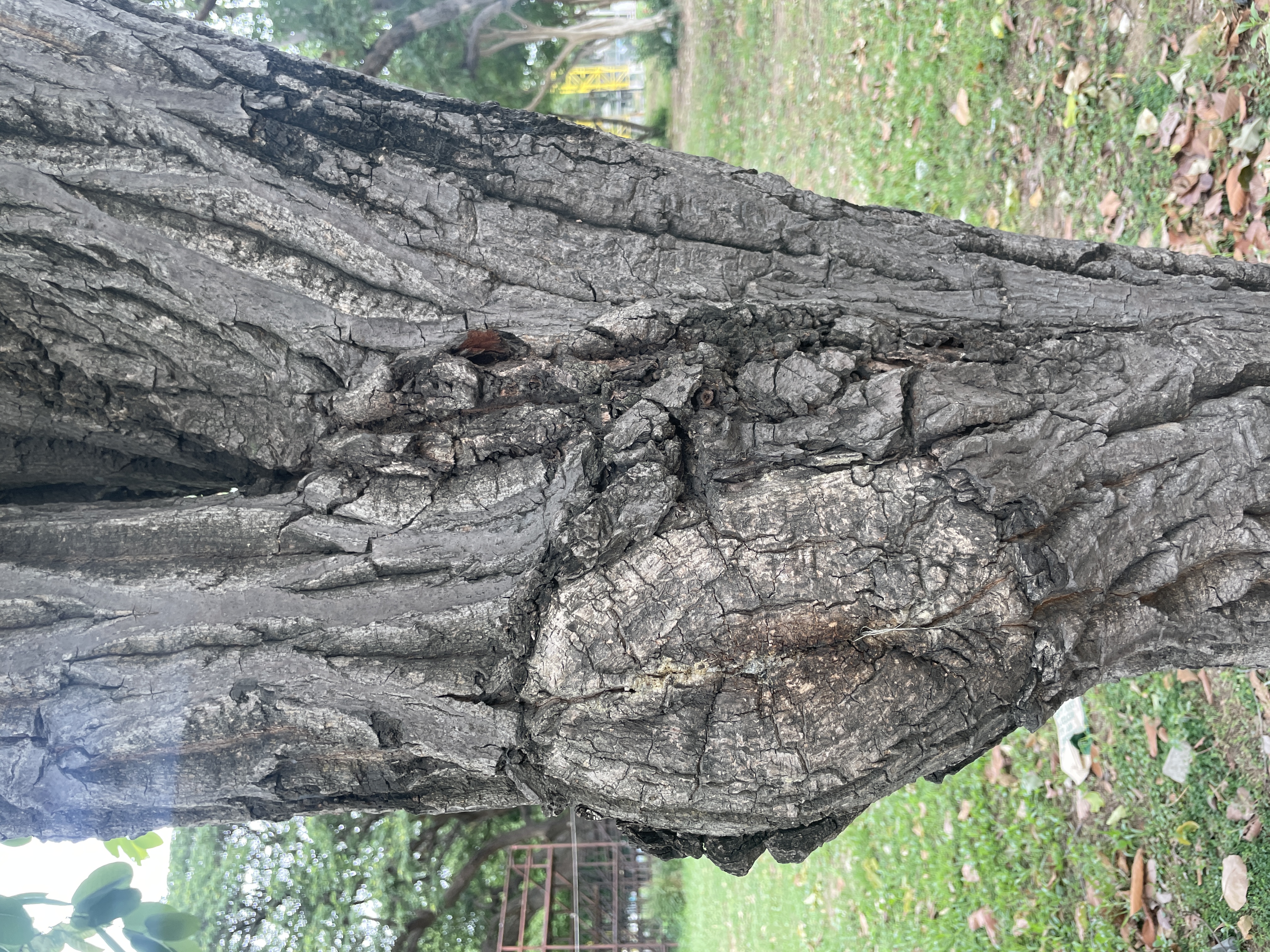รัง (trunk)