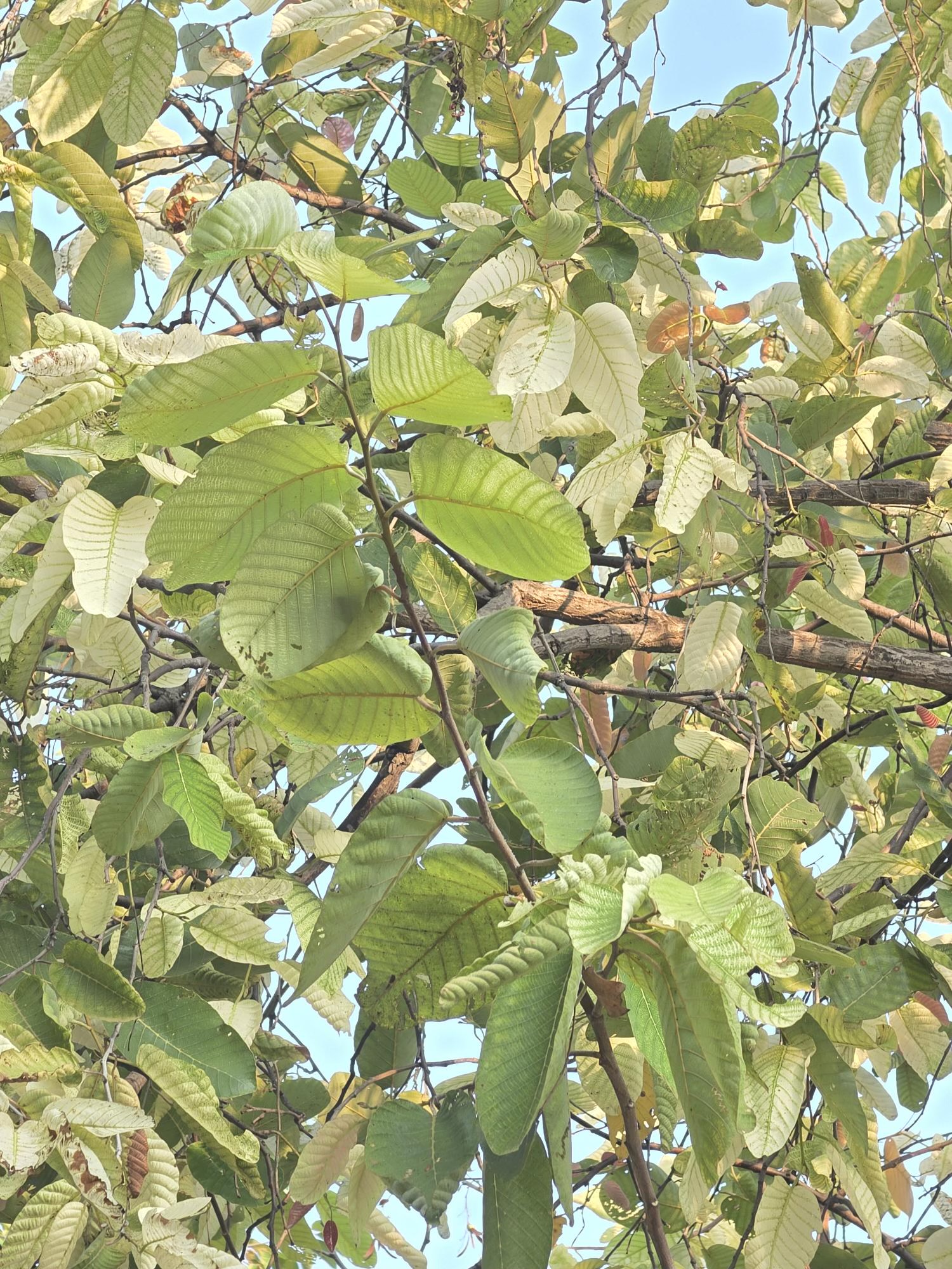 รัง (leaf)