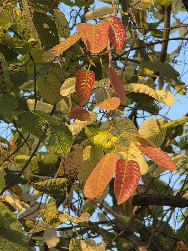 รัง (leaf)