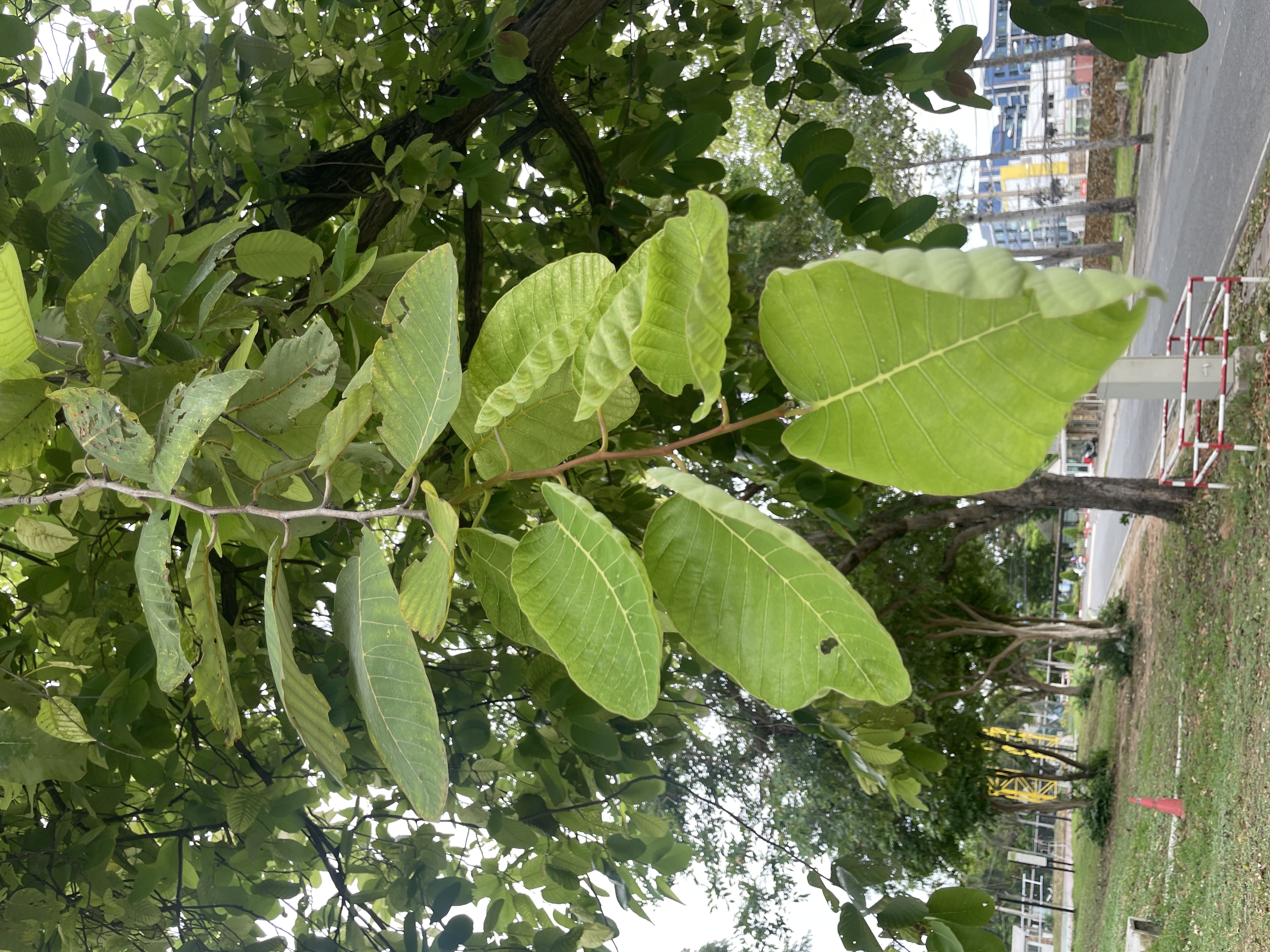 รัง (leaf)