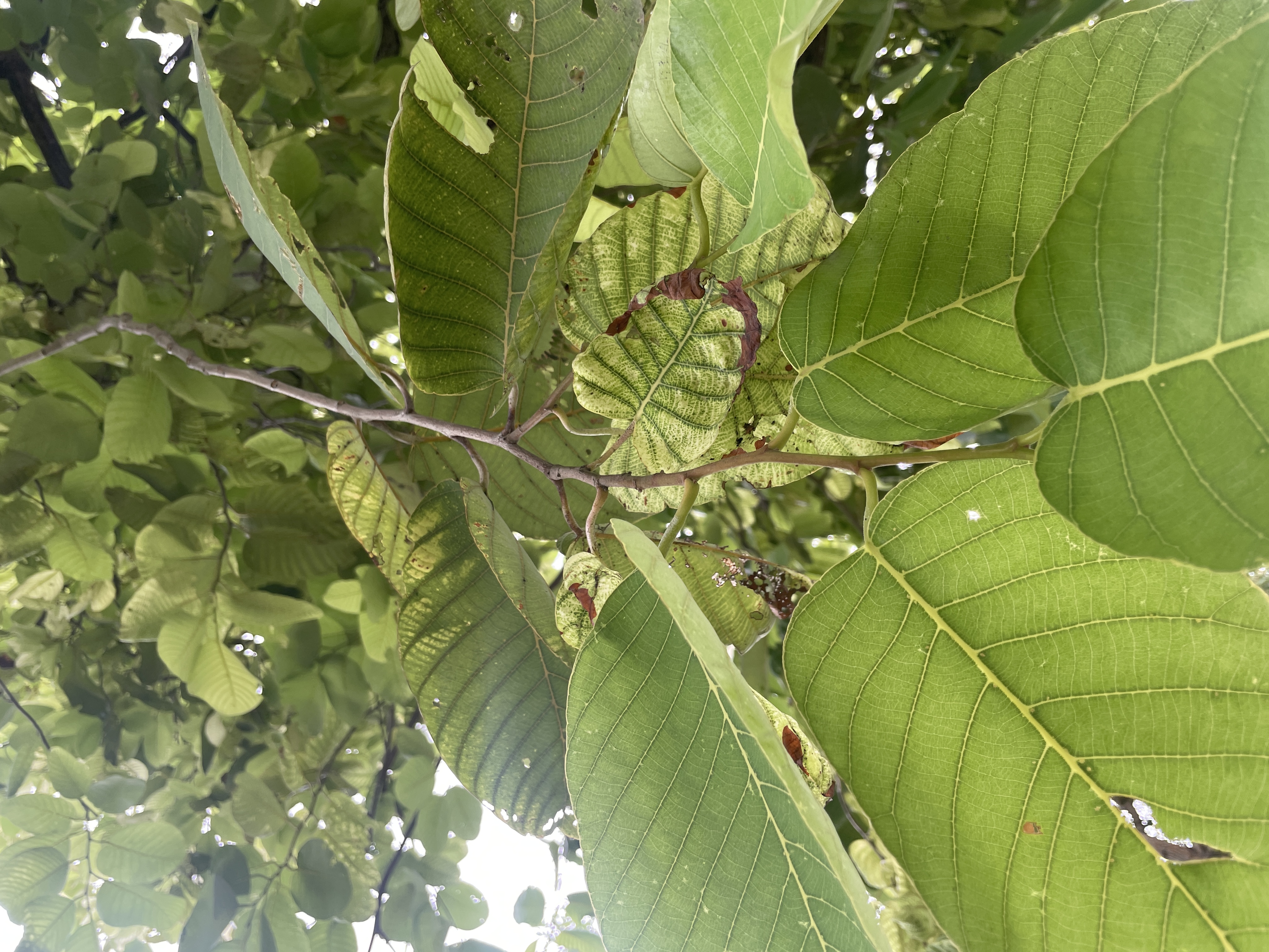 รัง (leaf)