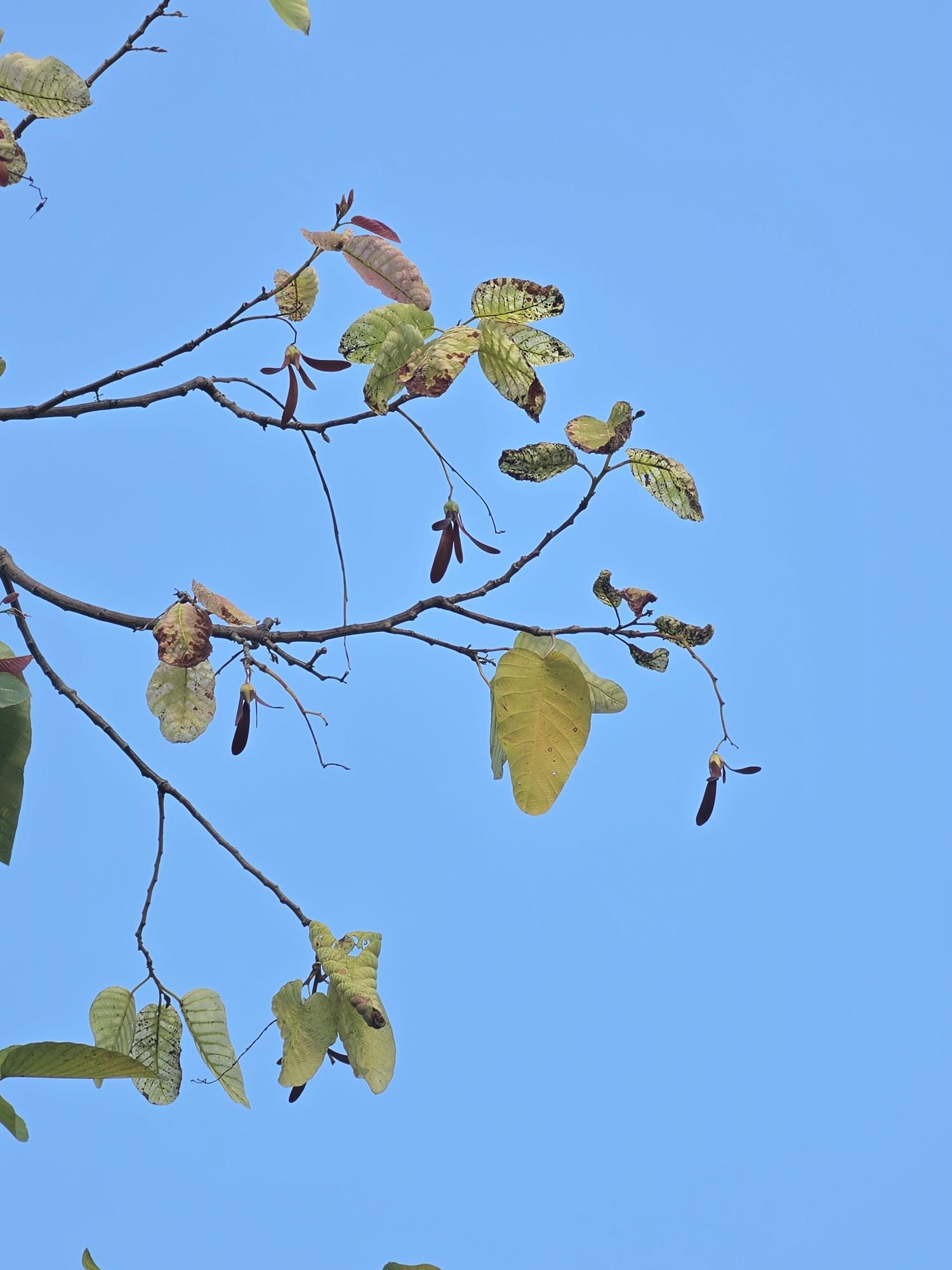 รัง (fruit)