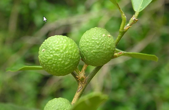 มะนาวผี (fruit)