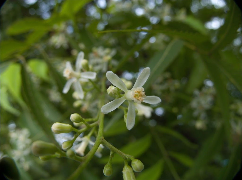 สะเดา (flower)