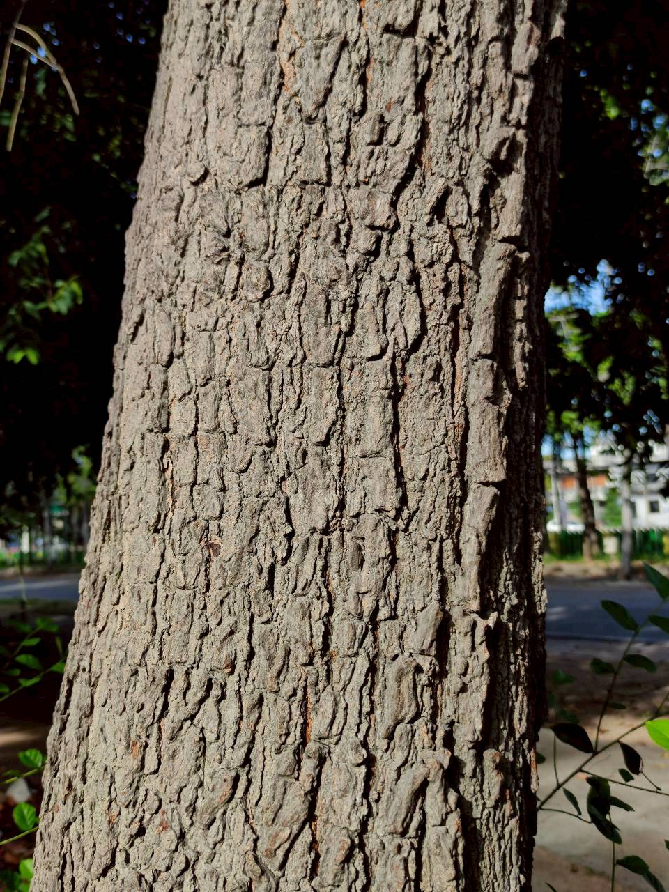 สะเดา (trunk)