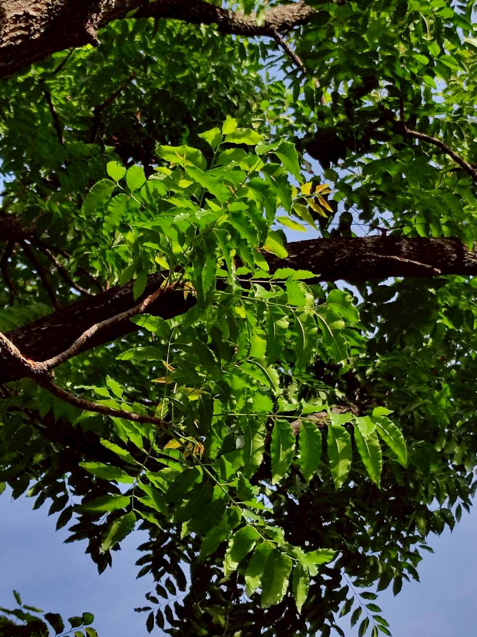 สะเดา (leaf)