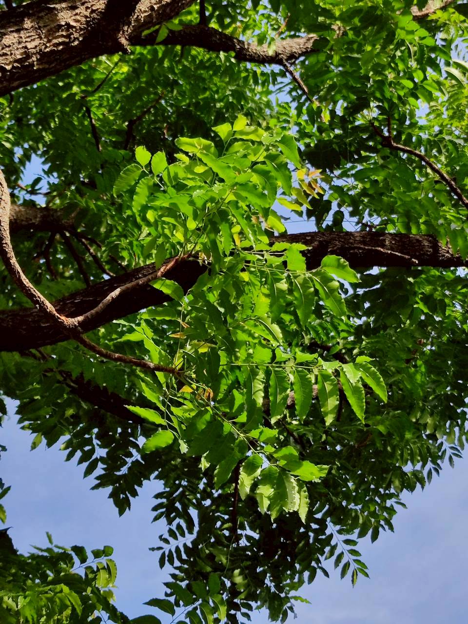 สะเดา (leaf)
