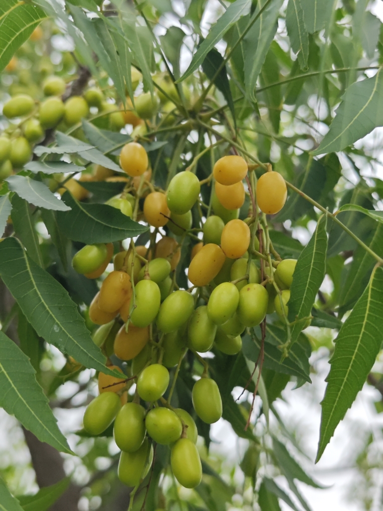 สะเดา (fruit)
