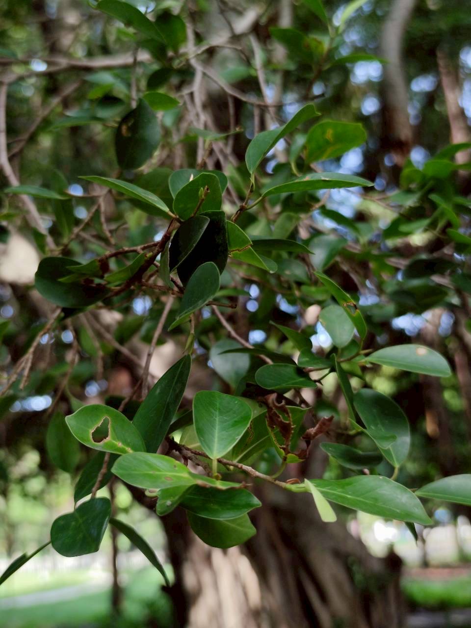 ไทรย้อยใบแหลม (leaf)