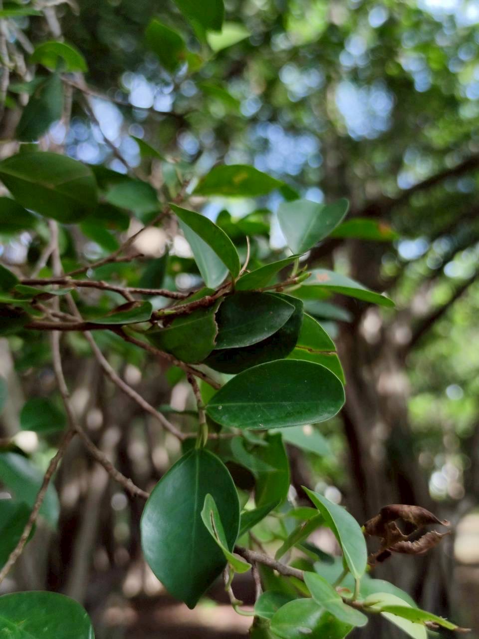 ไทรย้อยใบแหลม (leaf)