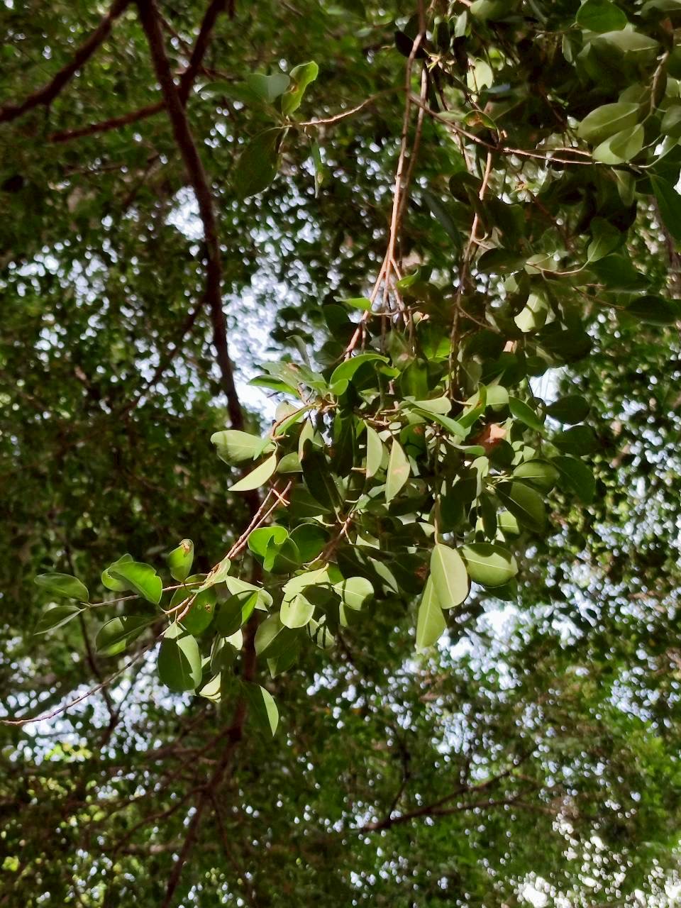 ไทรย้อยใบแหลม (leaf)