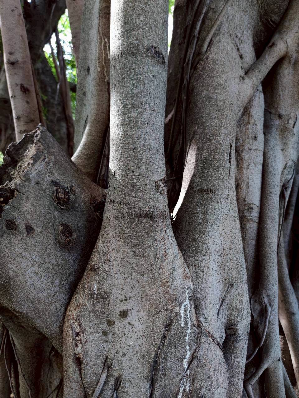 ไทรย้อยใบแหลม (trunk)