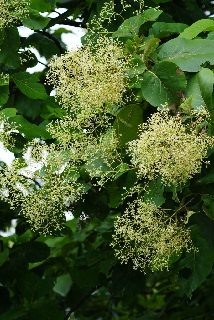 สัก (flower)