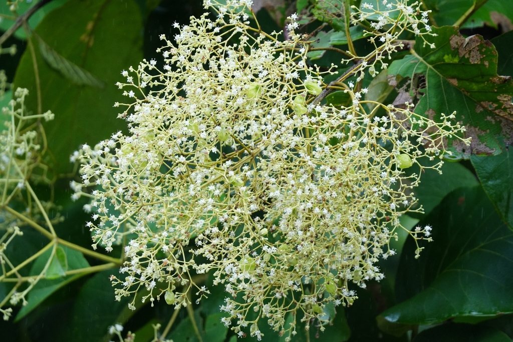 สัก (flower)