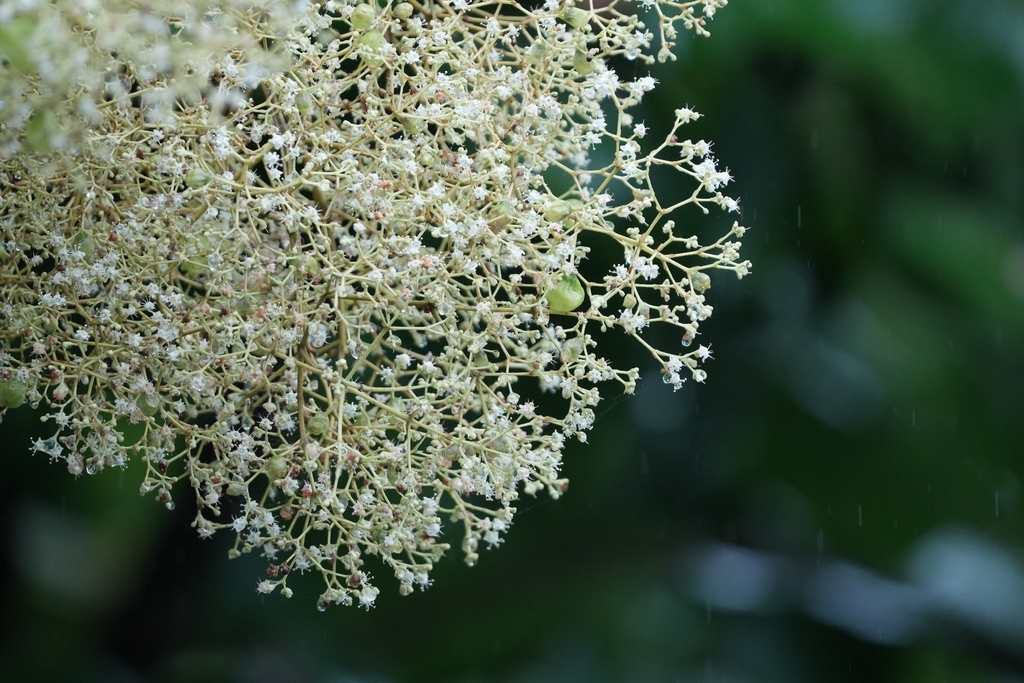 สัก (flower)