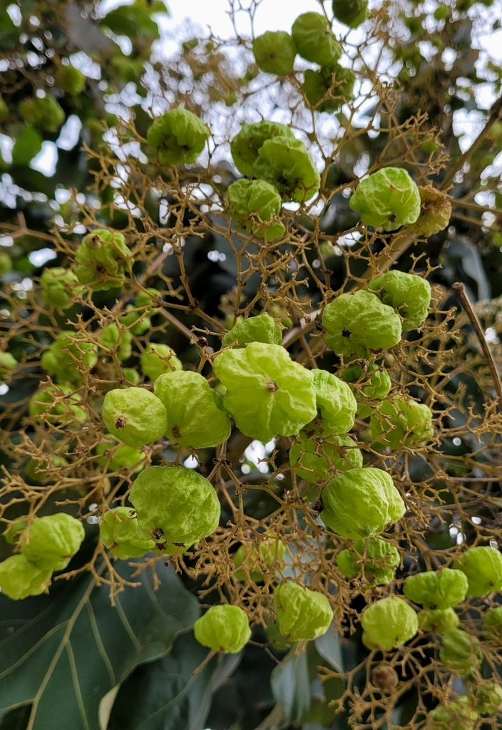 สัก (fruit)