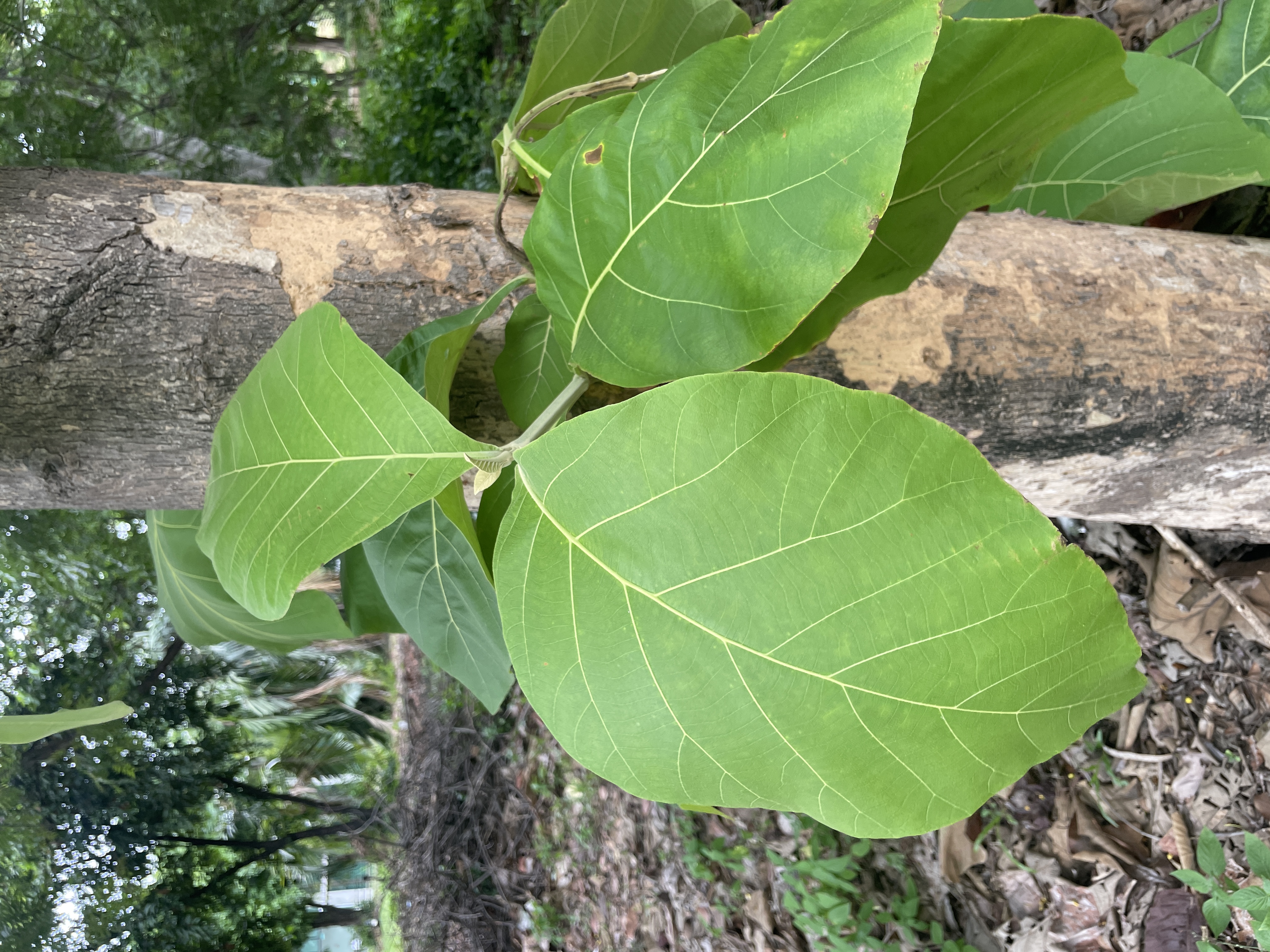 สัก (leaf)
