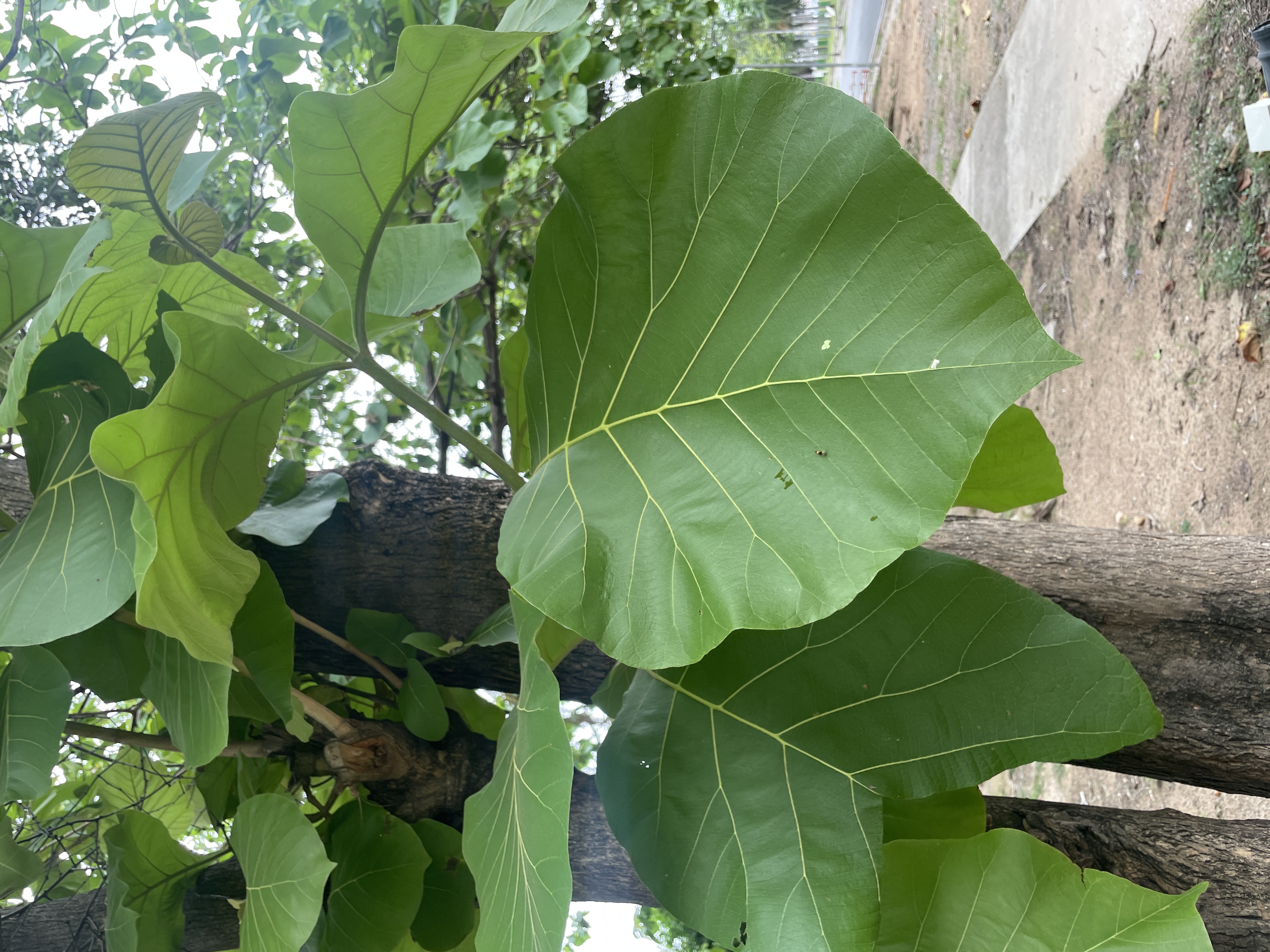 สัก (leaf)