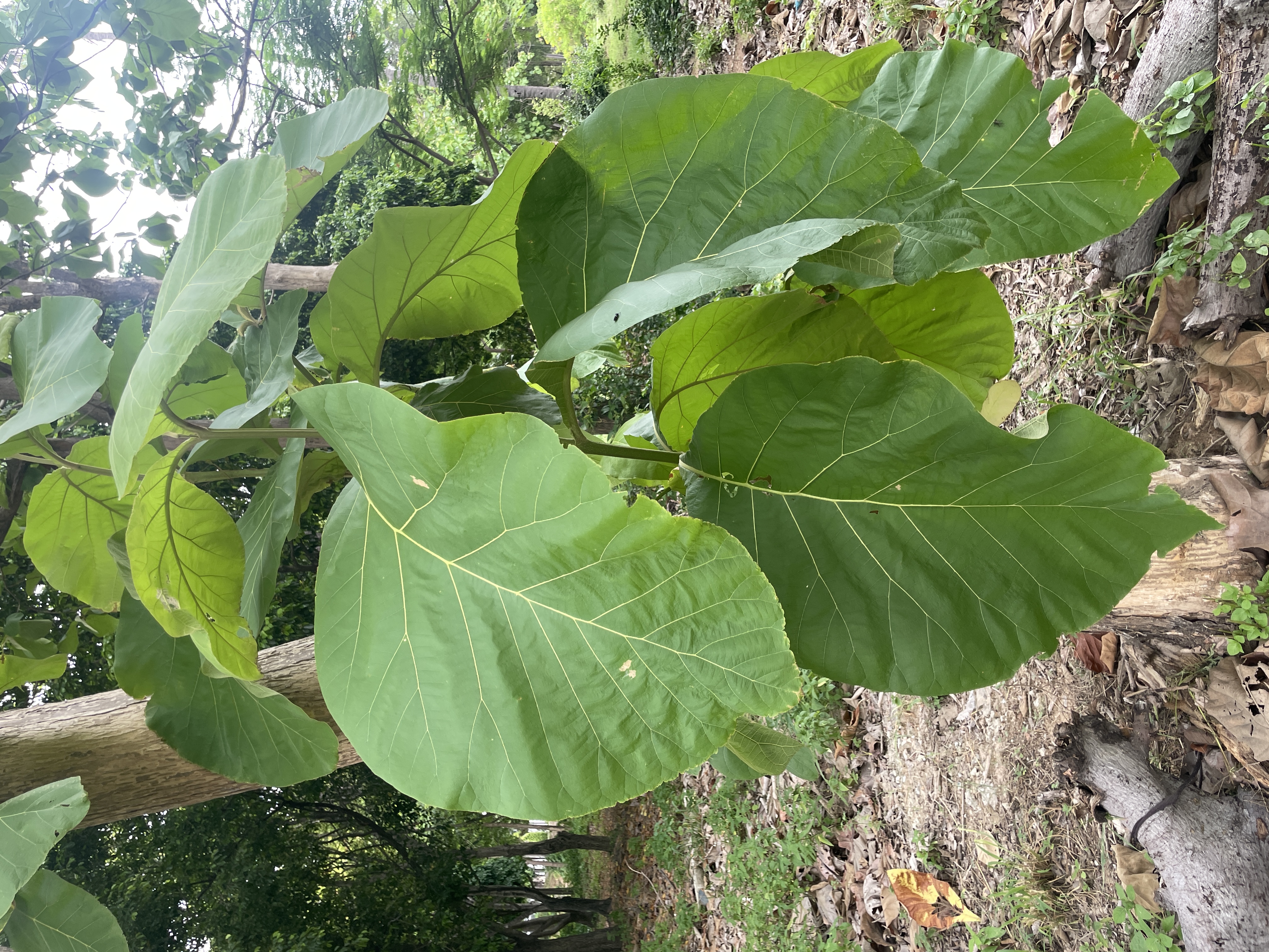 สัก (leaf)