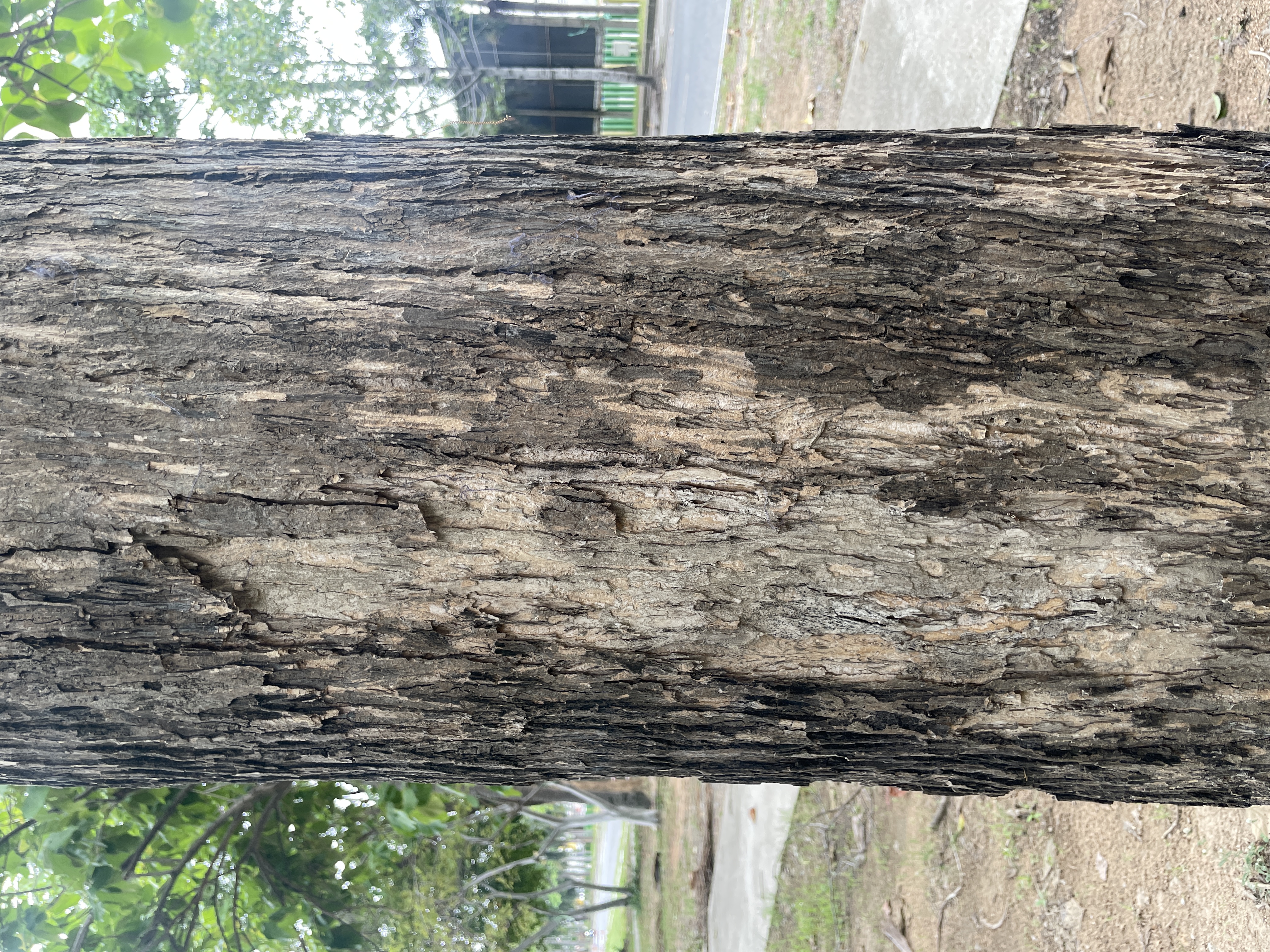 สัก (trunk)