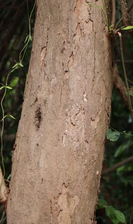 พะยูง (trunk)