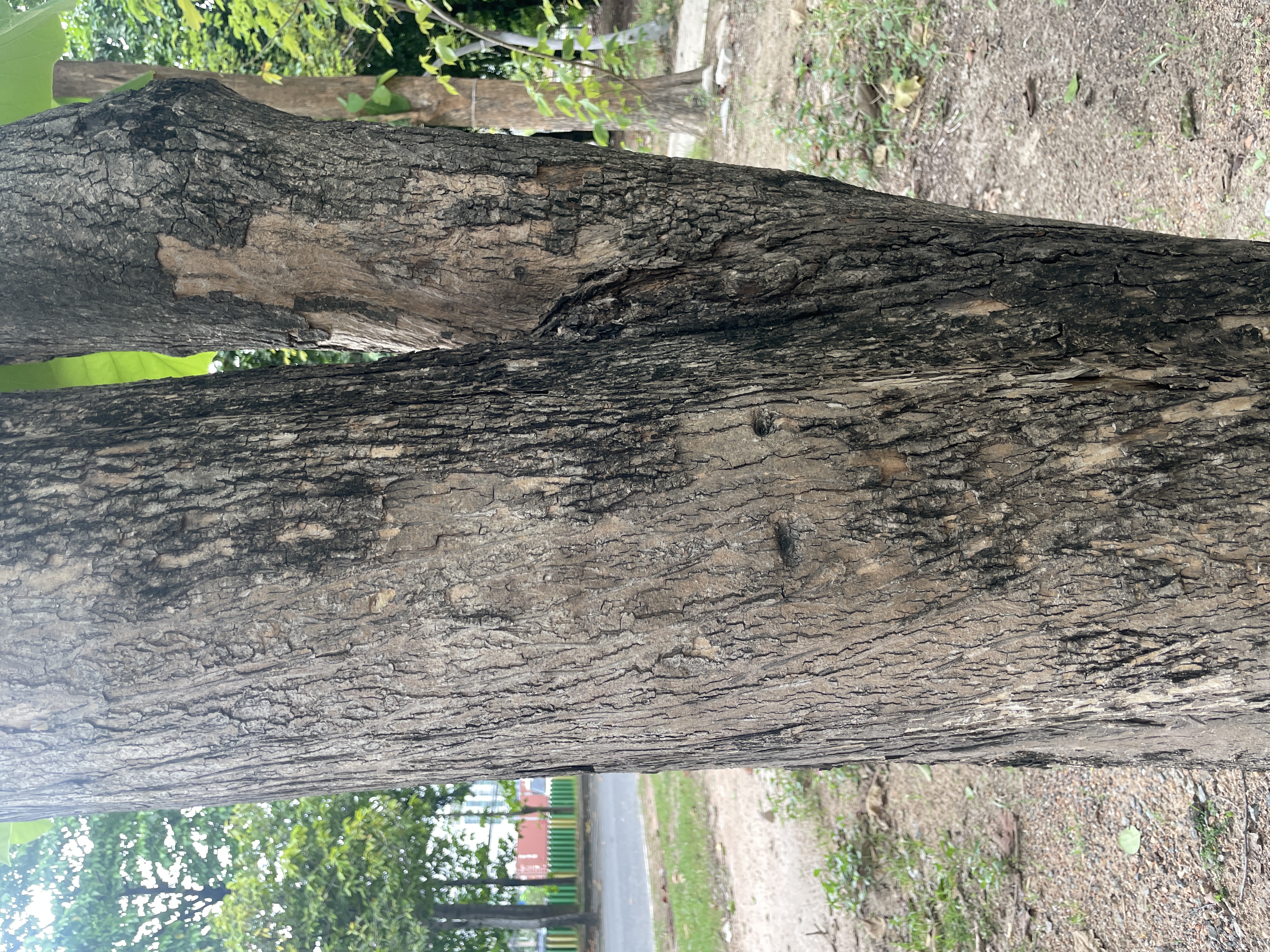 สัก (trunk)