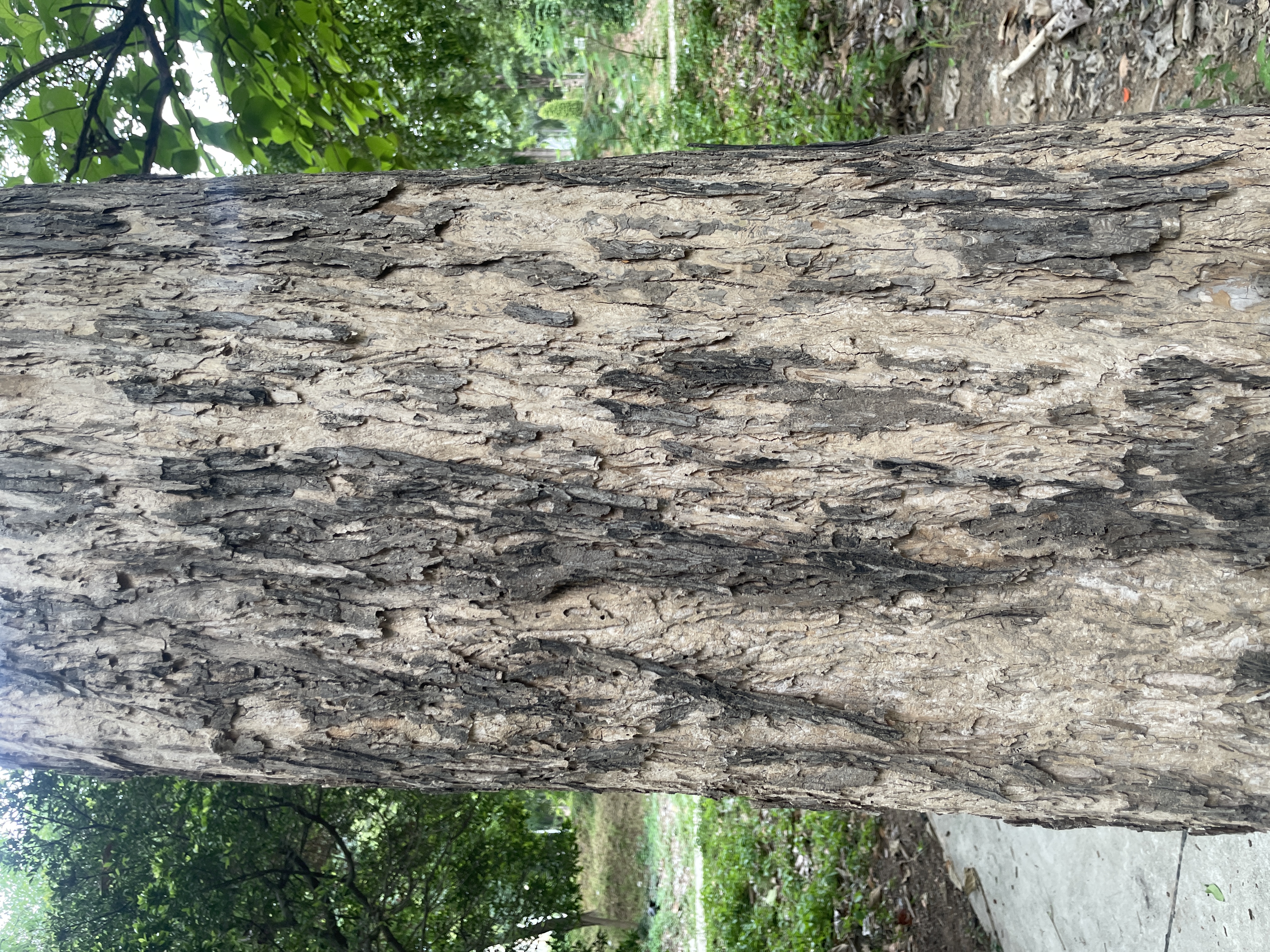 สัก (trunk)