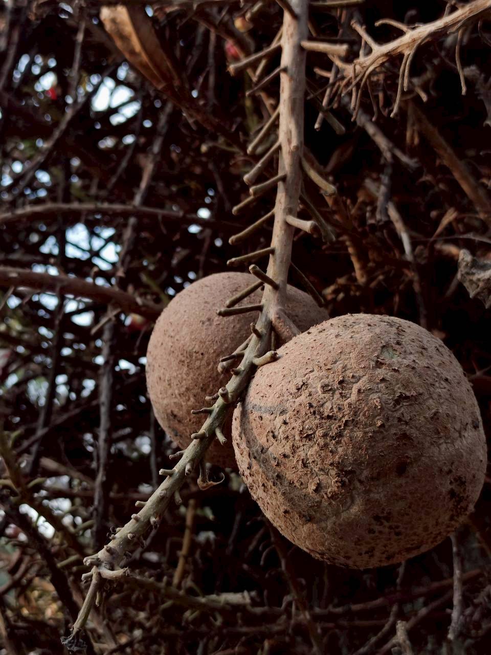 สาละลังกา (fruit)