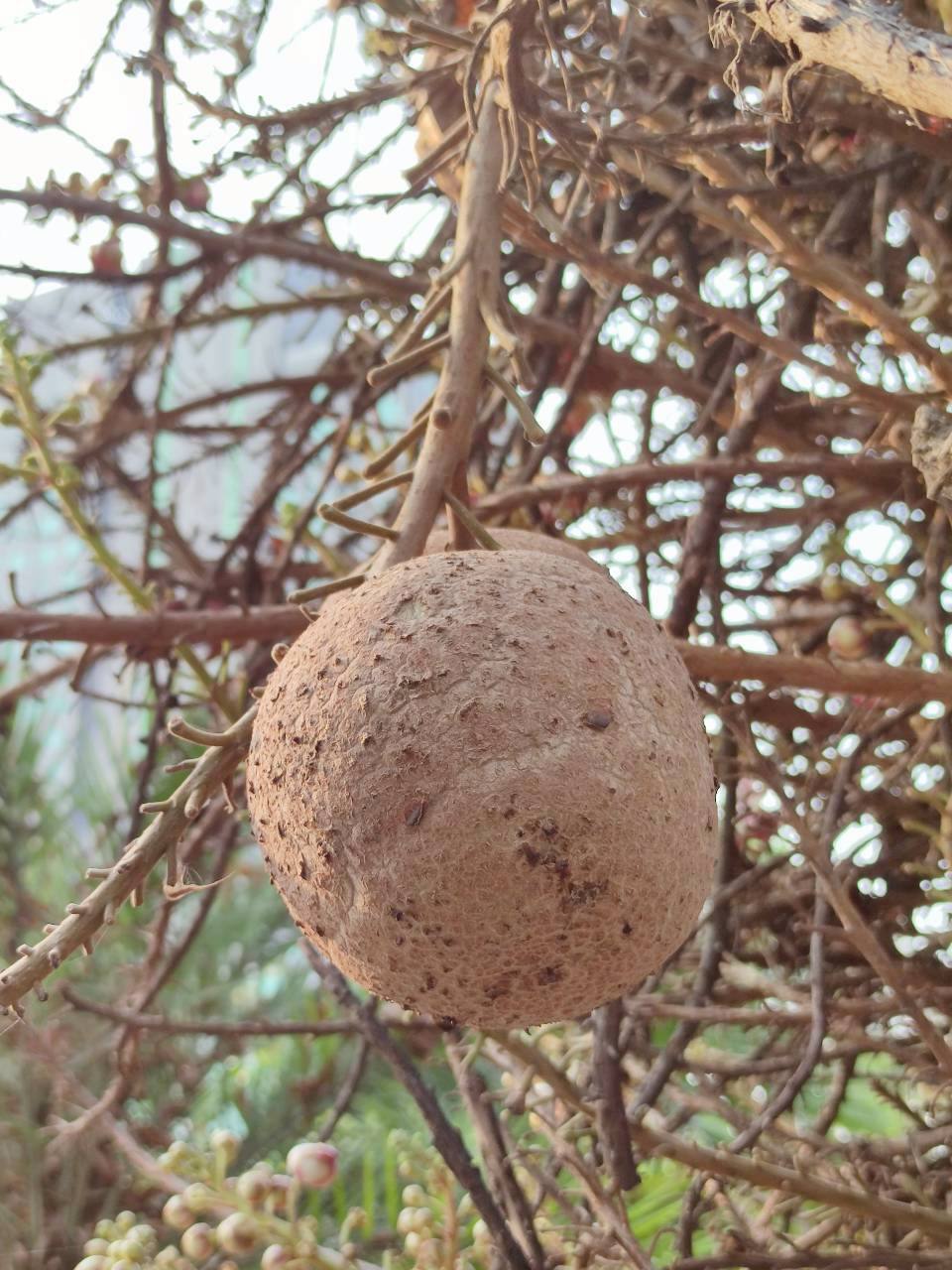 สาละลังกา (fruit)