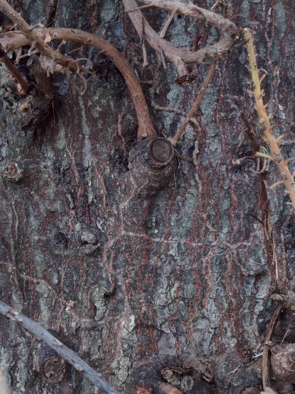 สาละลังกา (trunk)