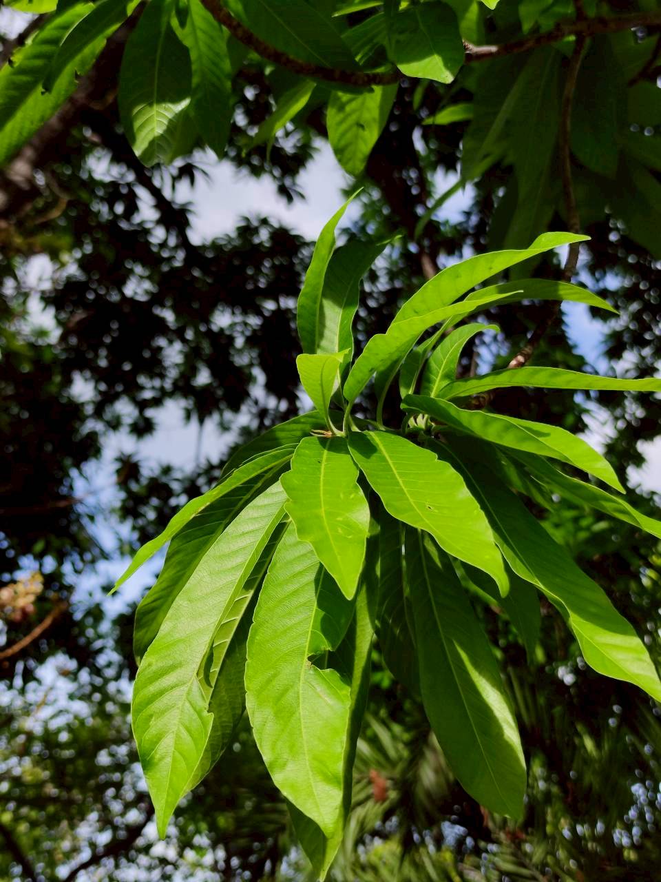 สาละลังกา (leaf)