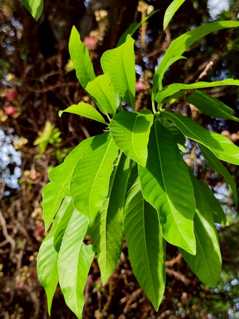สาละลังกา (leaf)