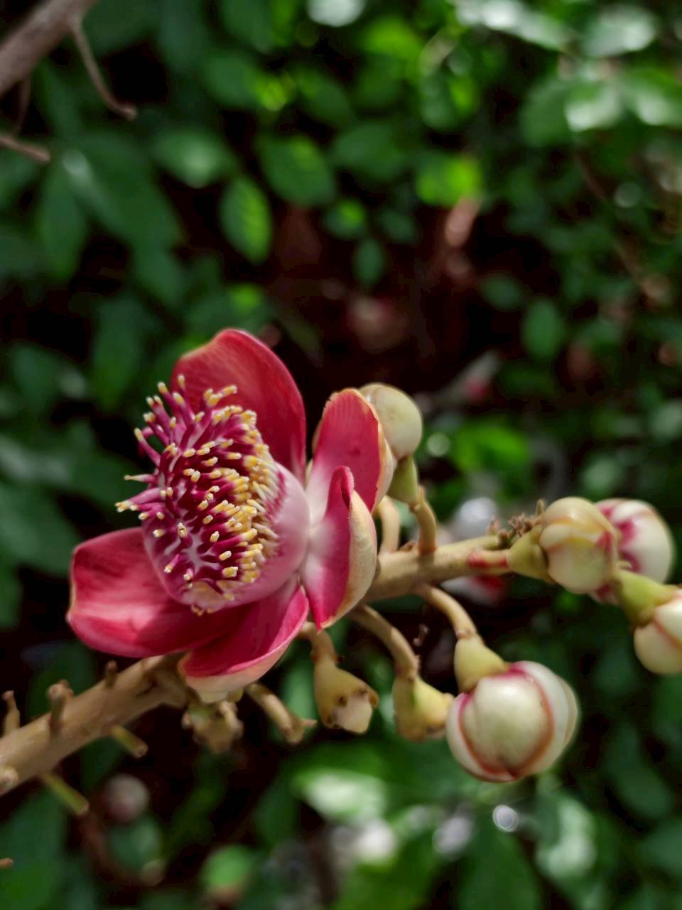 สาละลังกา (flower)