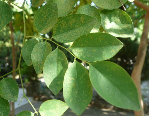 พะยูง (leaf)