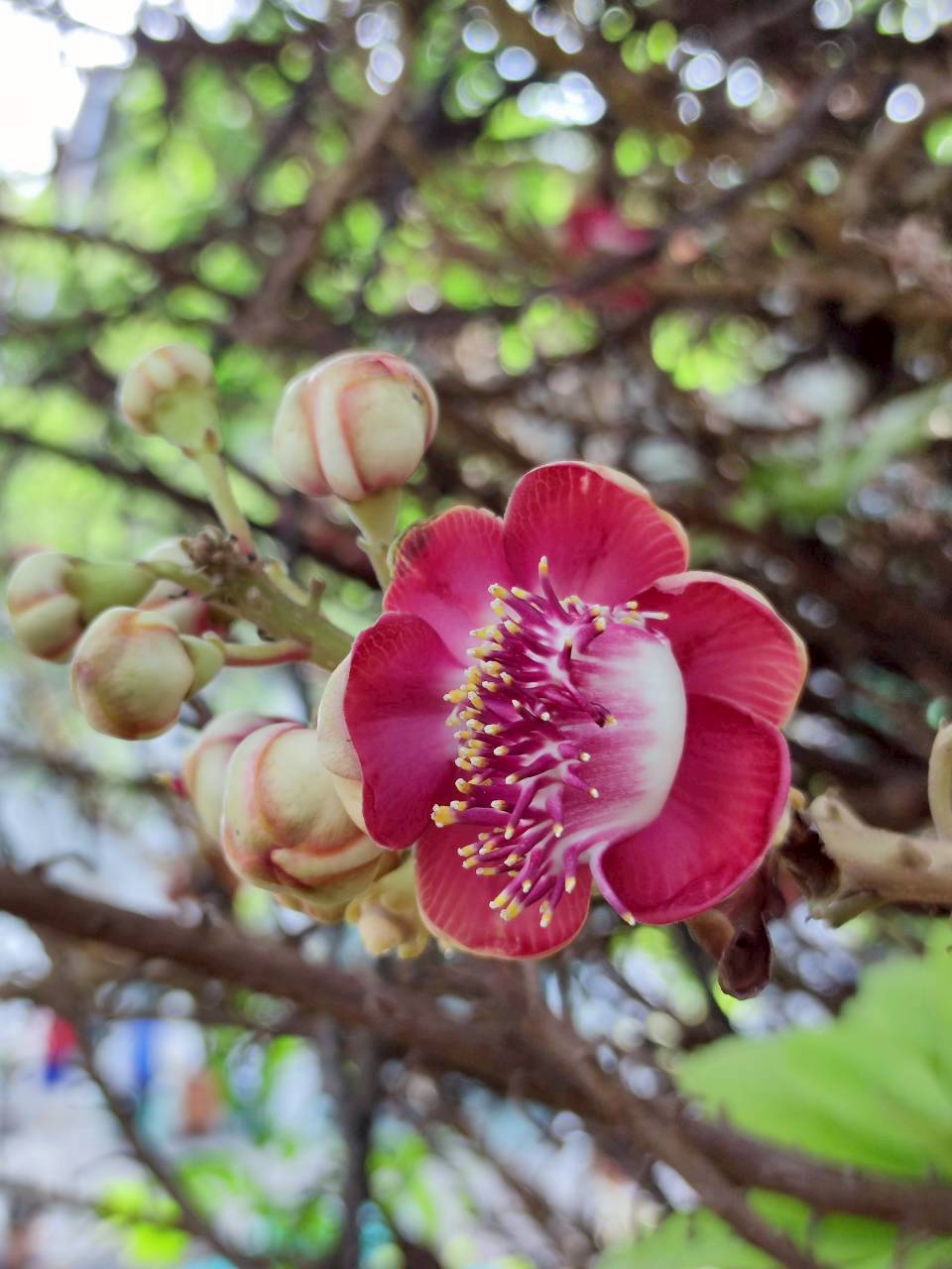 สาละลังกา (flower)