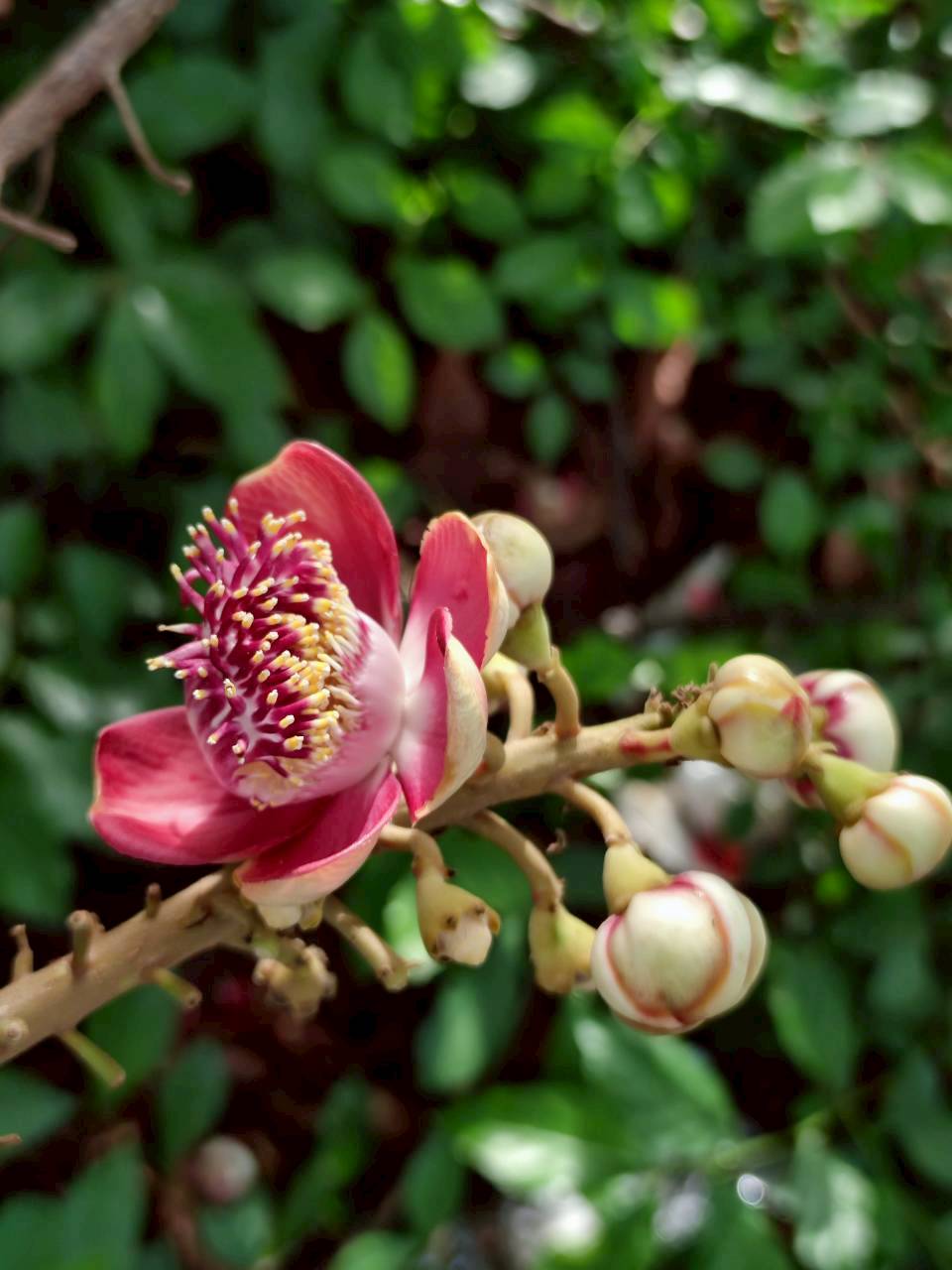 สาละลังกา (flower)