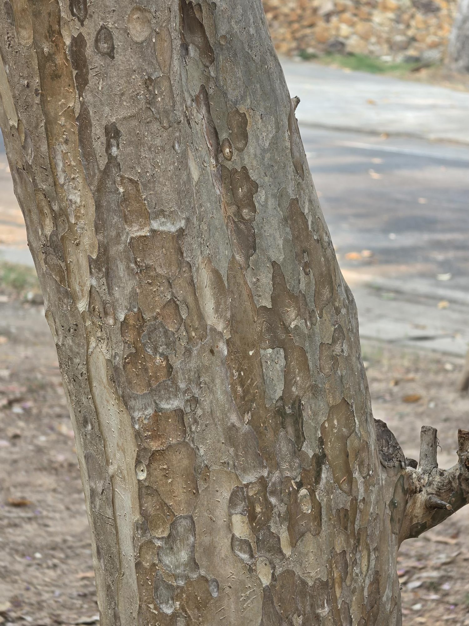 ตะแบกนา (trunk)