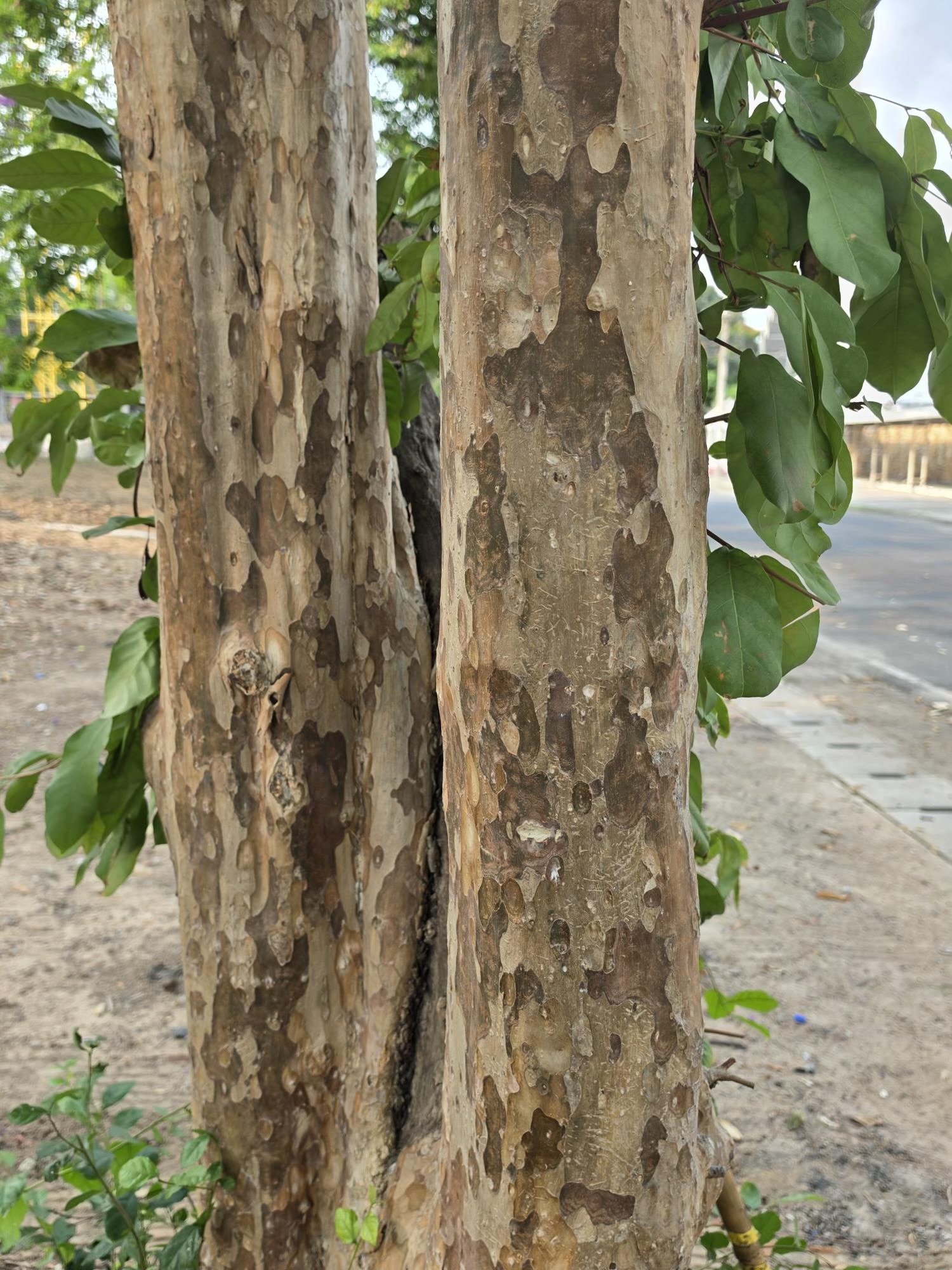 ตะแบกนา (trunk)