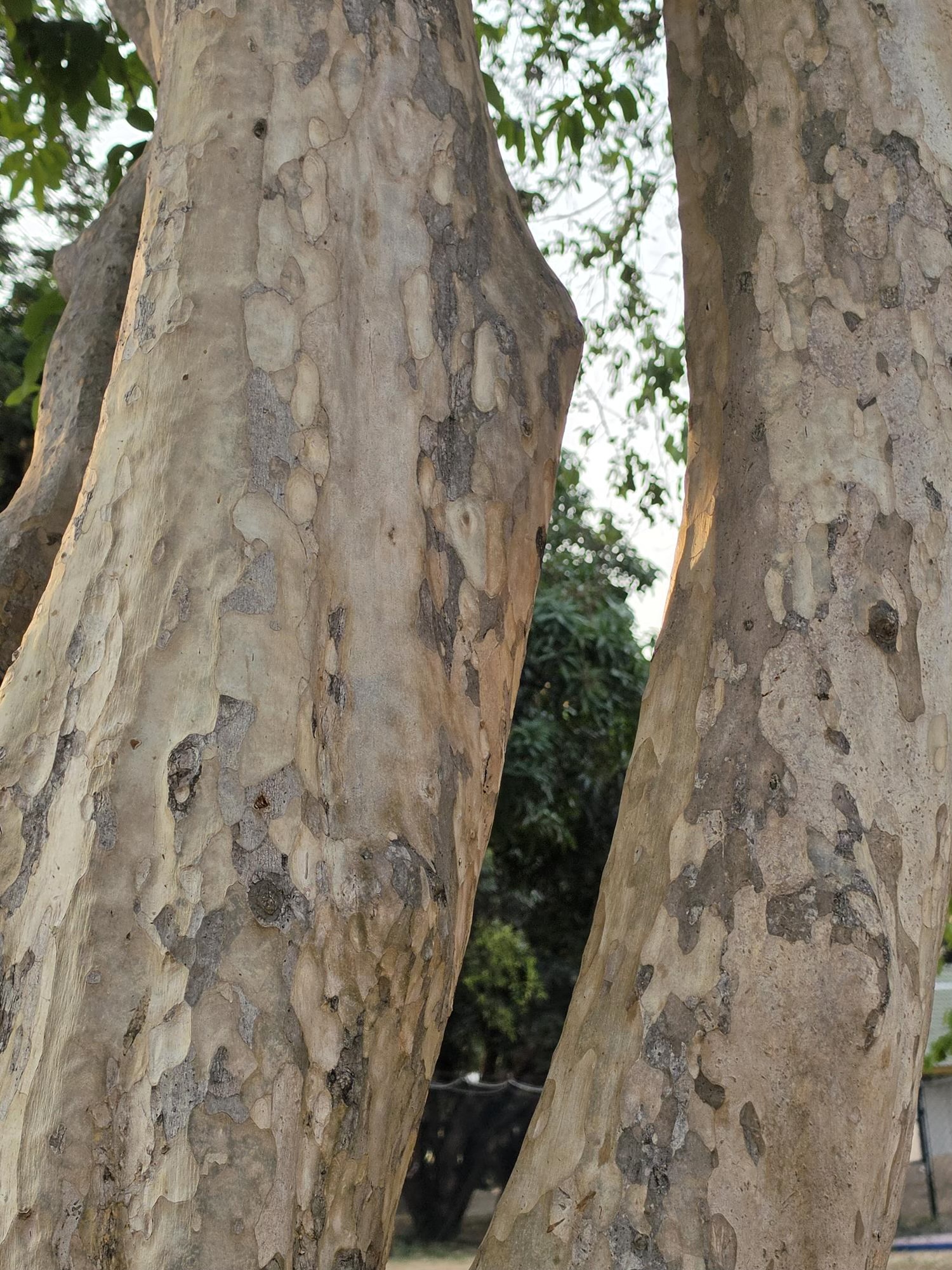ตะแบกนา (trunk)
